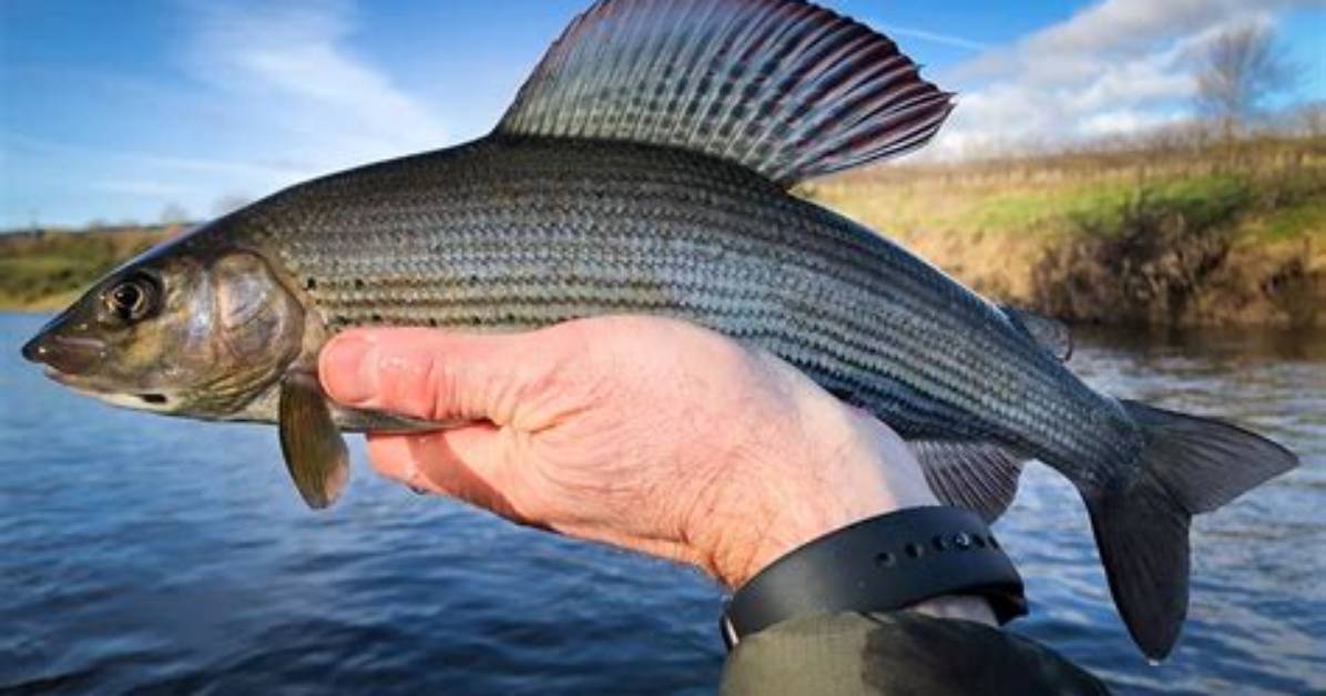 Can You Fish Grayling?