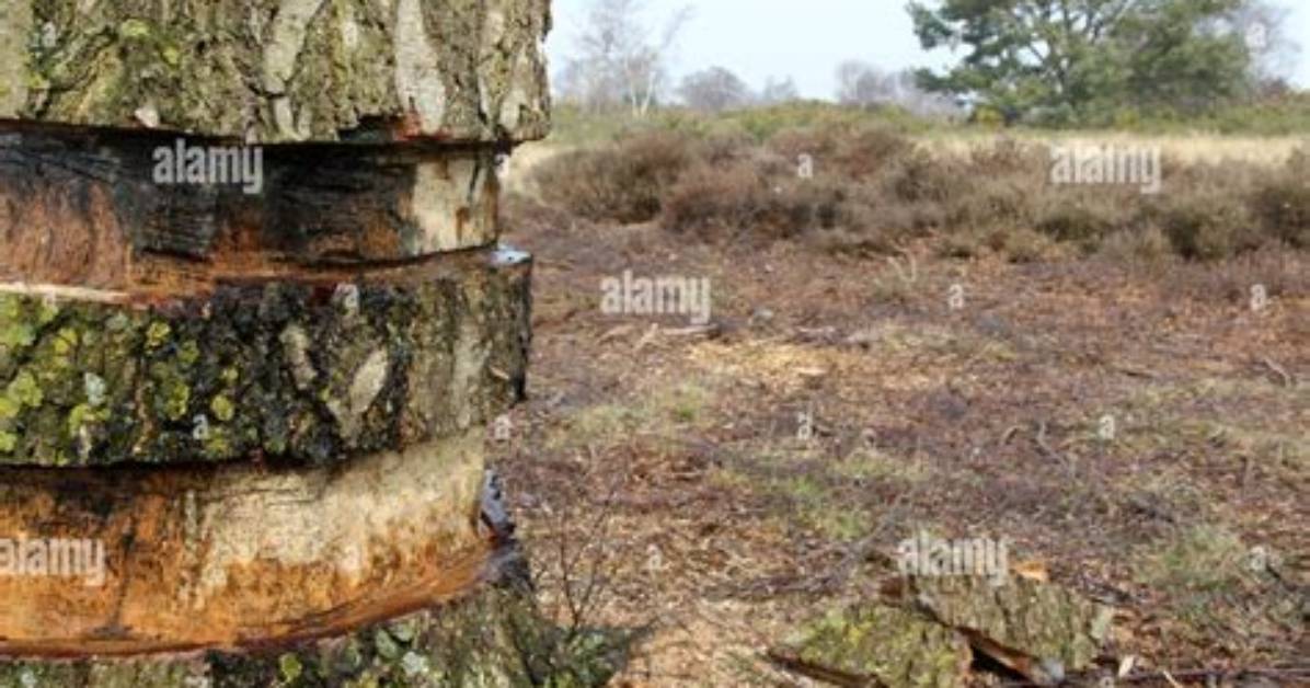 Can You Fix a Ring Barked Tree?