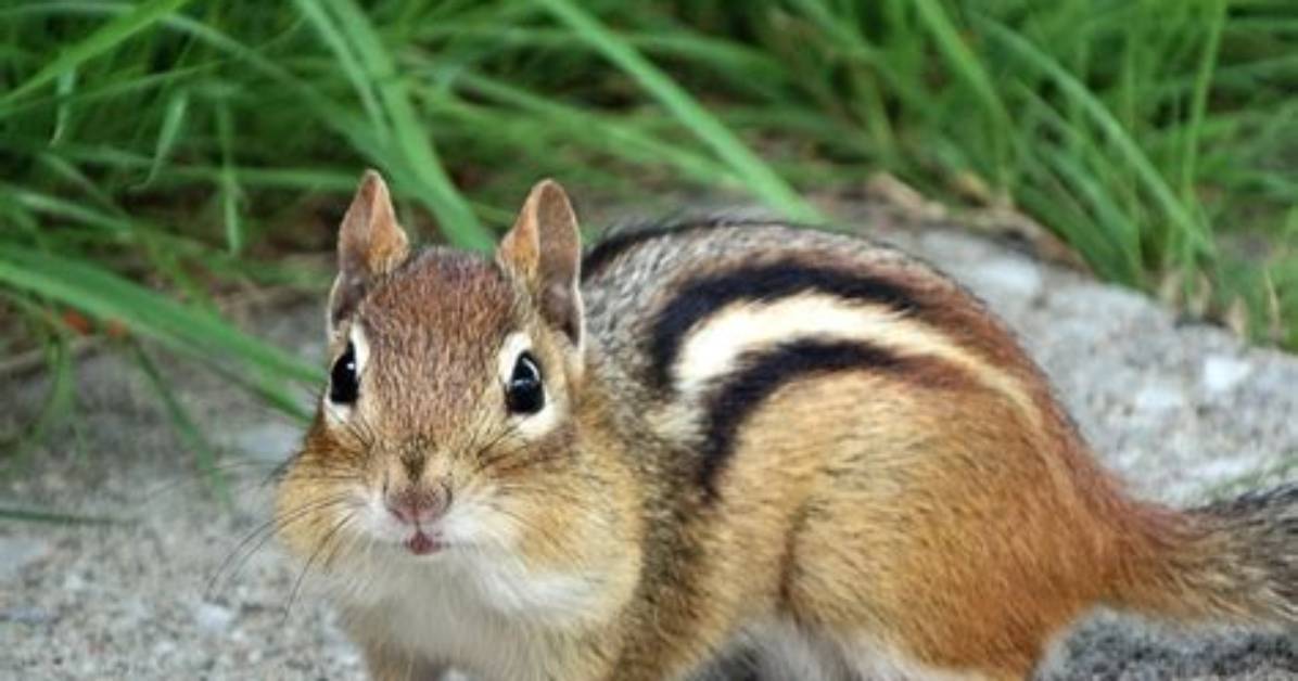 Can You Get a Chipmunk as a Pet?