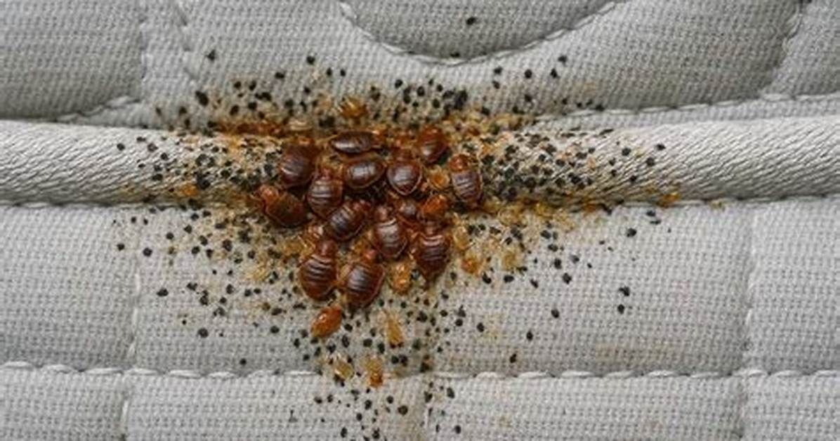 Can You Get Bed Bugs from Being Around Someone Who Has Them?