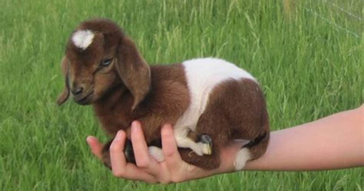 Can You Get Dwarf Animals