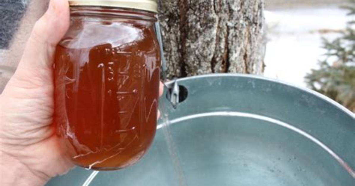 Can You Get Syrup from Silver Maple