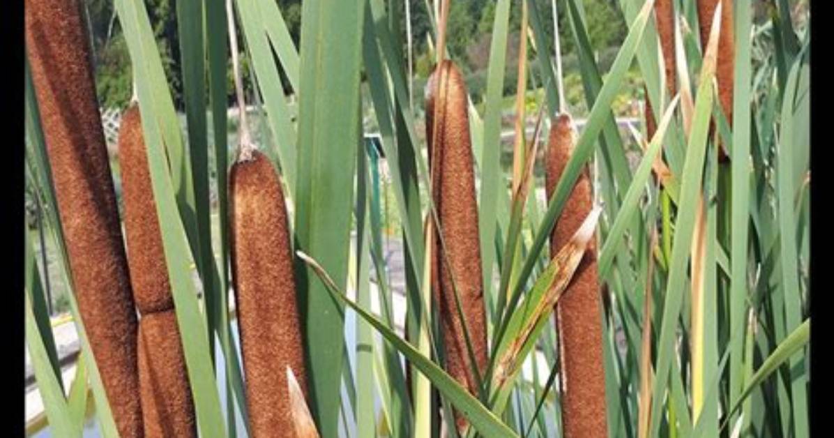 Can You Grow Cattails