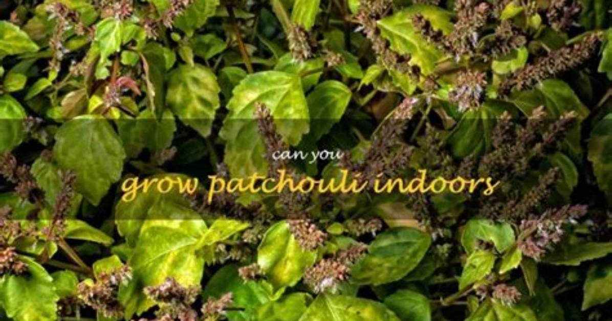Can You Grow Patchouli