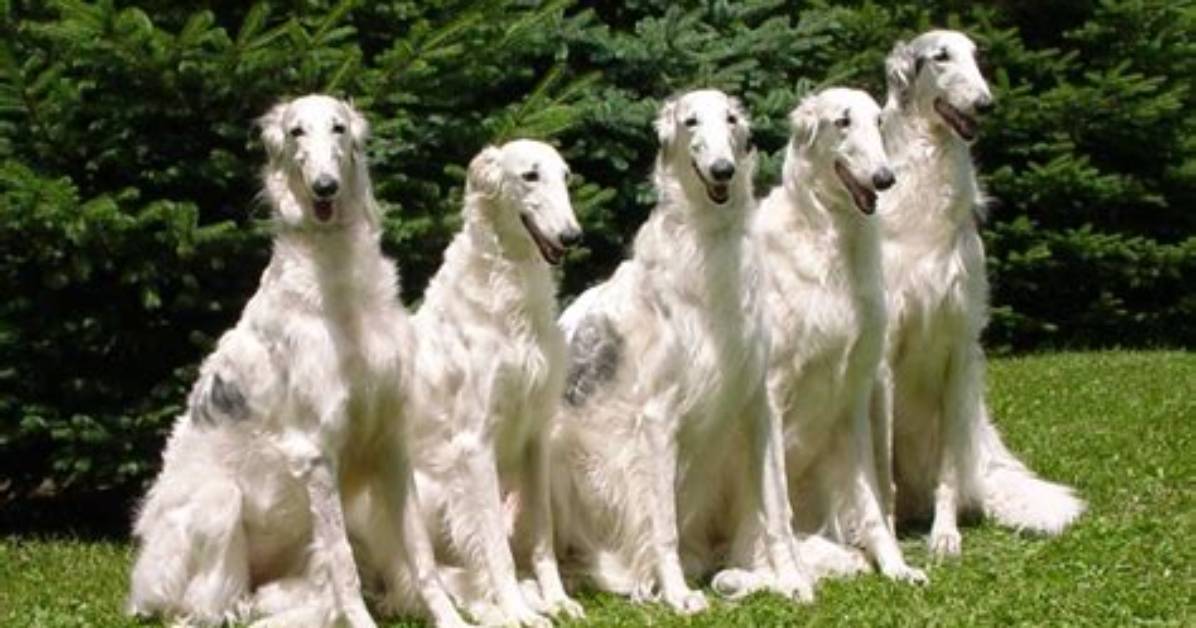 Can You Keep a Borzoi Outside?