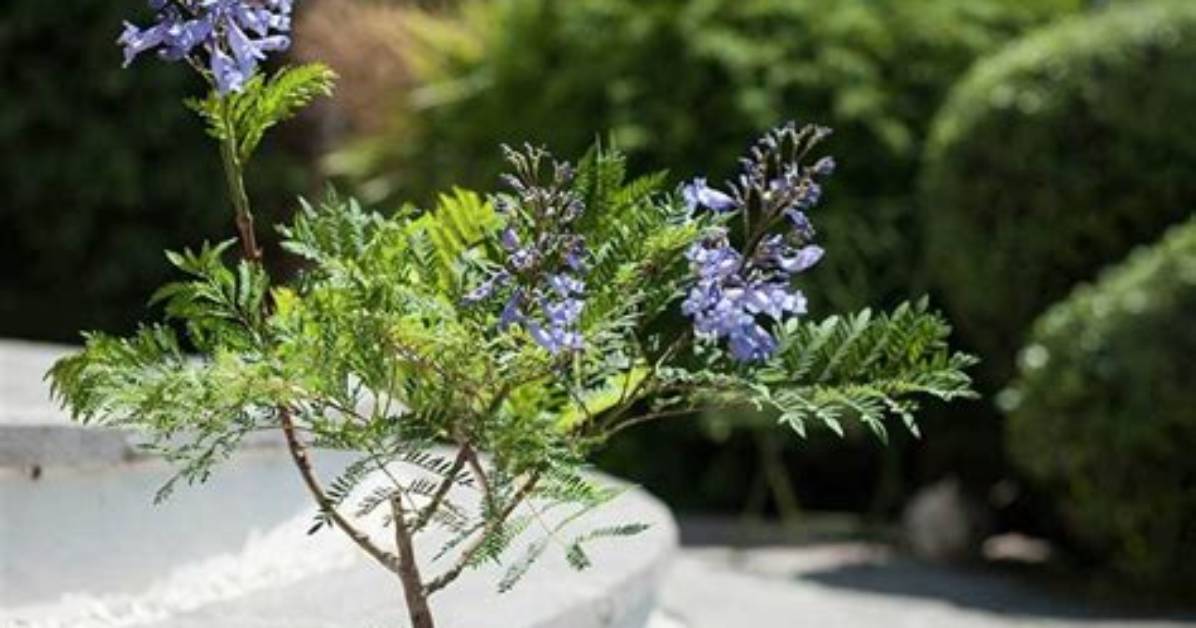 Can You Keep a Jacaranda Tree Small