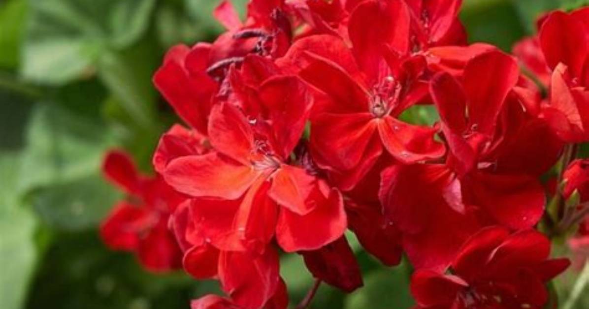 Can You Keep Geraniums over the Winter