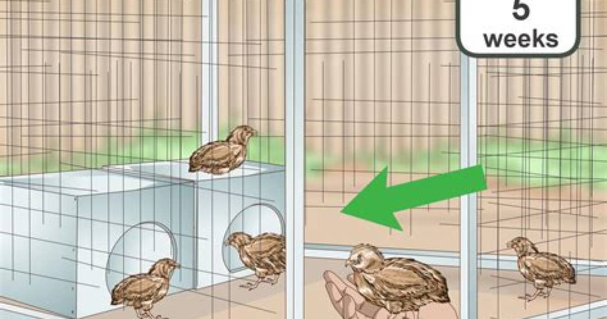 Can You Keep Quails as Pets?