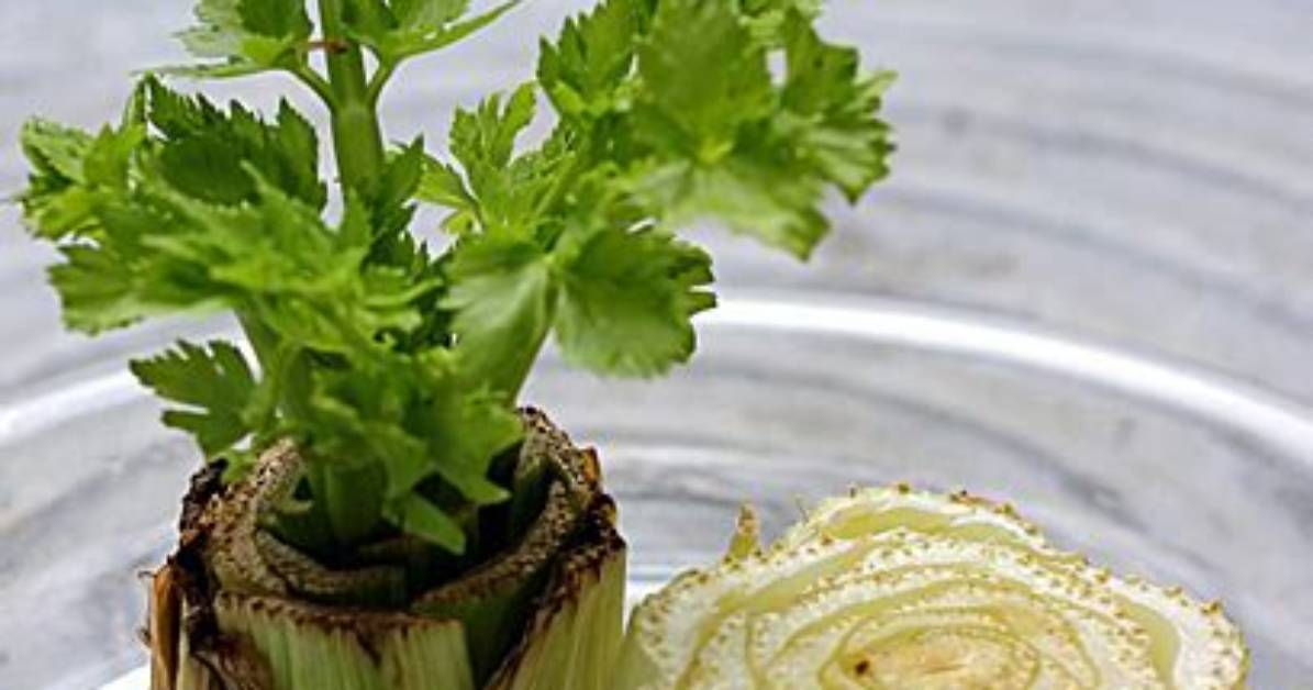 Can You Keep Regrowing Celery?