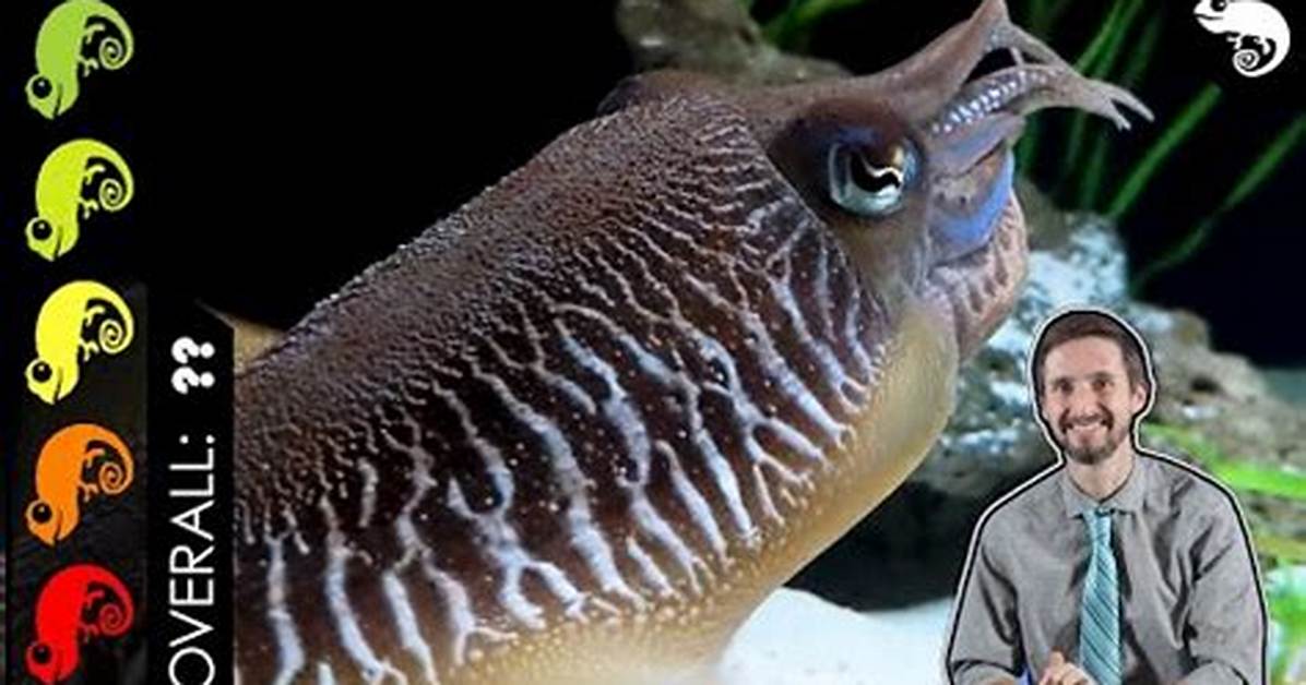Can You Keep Squids as Pets?