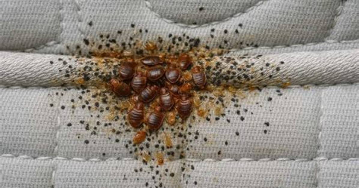 Can You Kill Bed Bugs with Light?