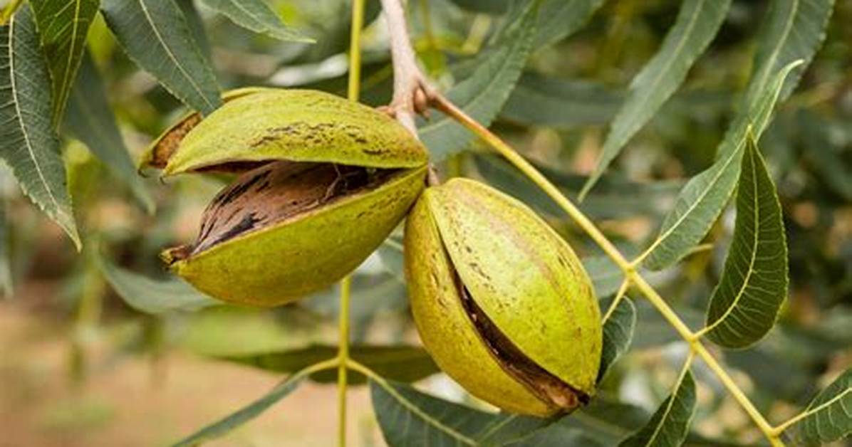 Can You Move a Pecan Tree?