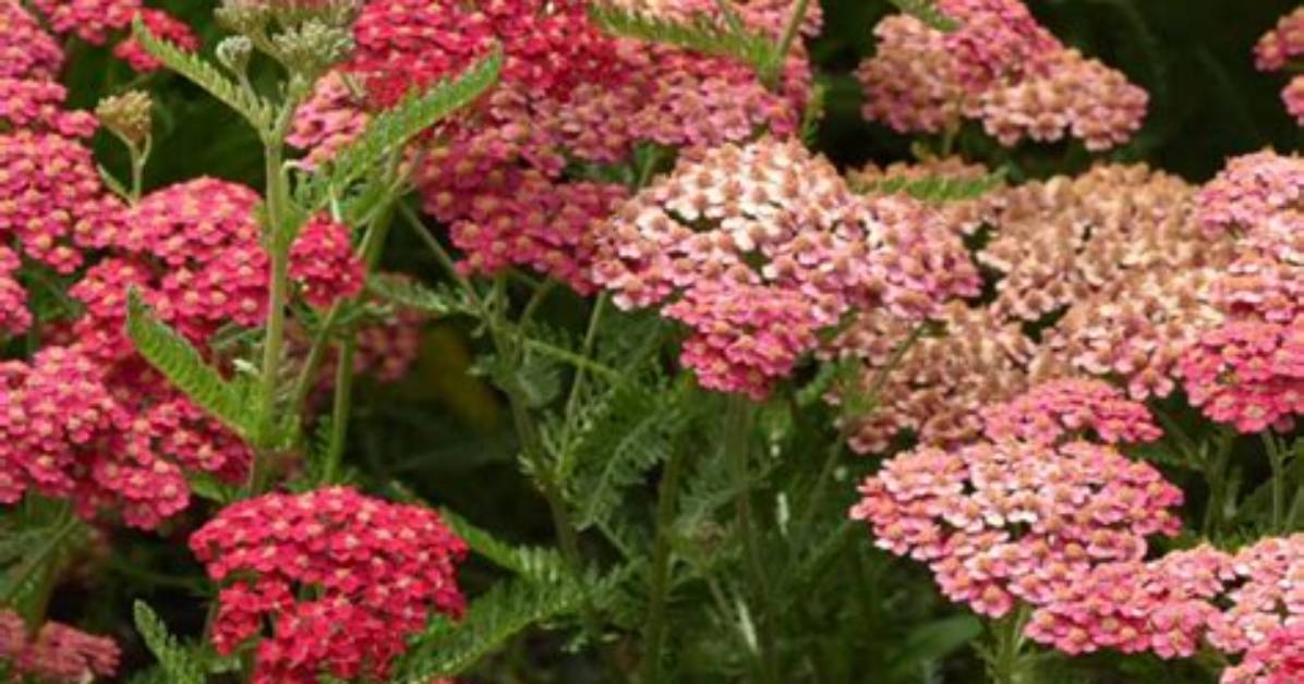 Can You Move Achillea