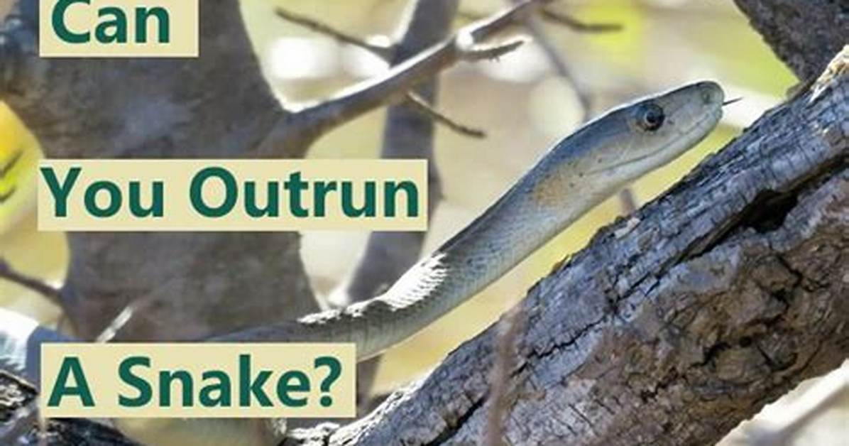 Can You Outrun a Snake?