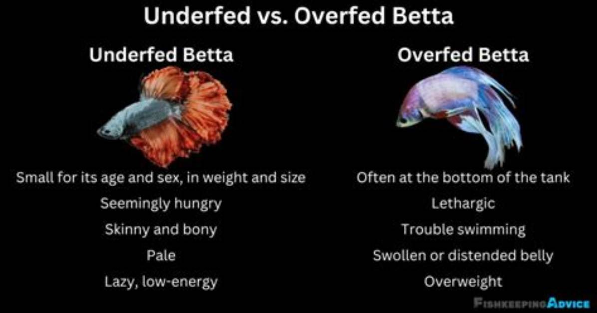 Can You Overfeed a Betta Fish?