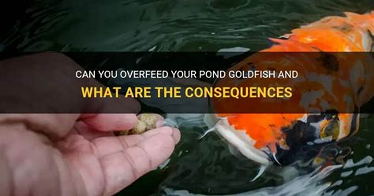 Can You Overfeed Goldfish