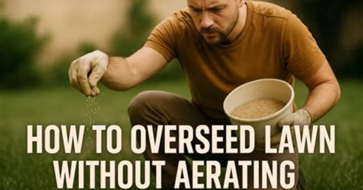 Can You Overseed Without Aerating