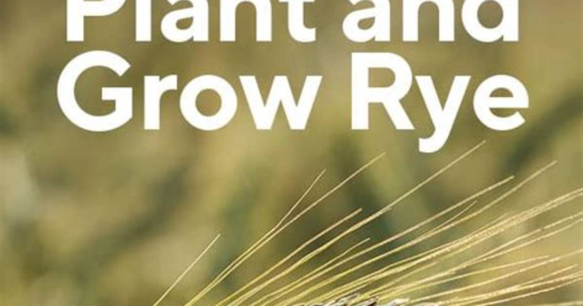 Can You Plant Fall Rye in the Spring