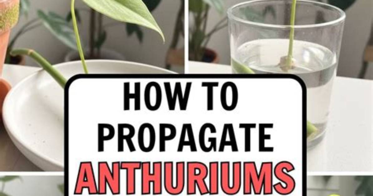 Can You Propagate Anthurium? | Contextresponse. Com