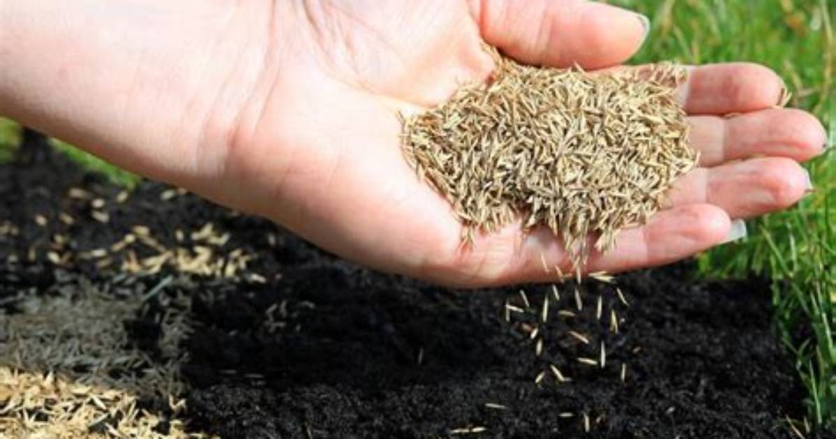 Can You Put Grass Seed Down with Pre Emergent