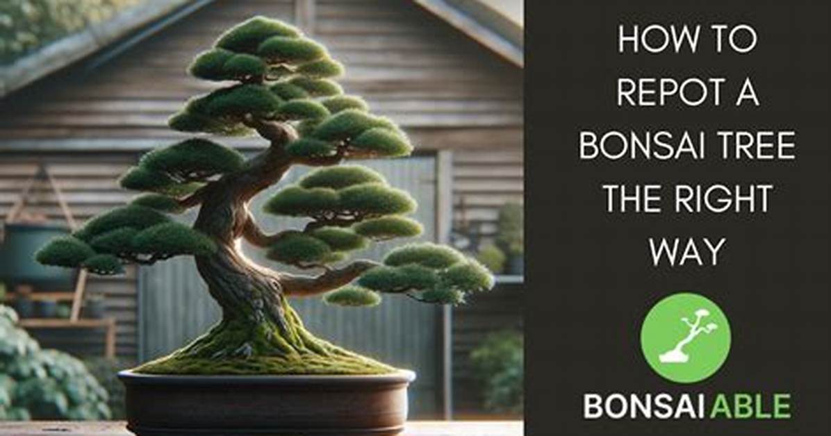 Can You Repot a Bonsai Tree?