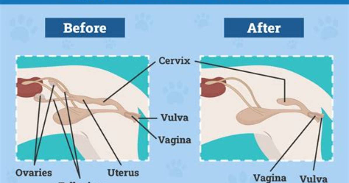 Can You Reverse Spaying?