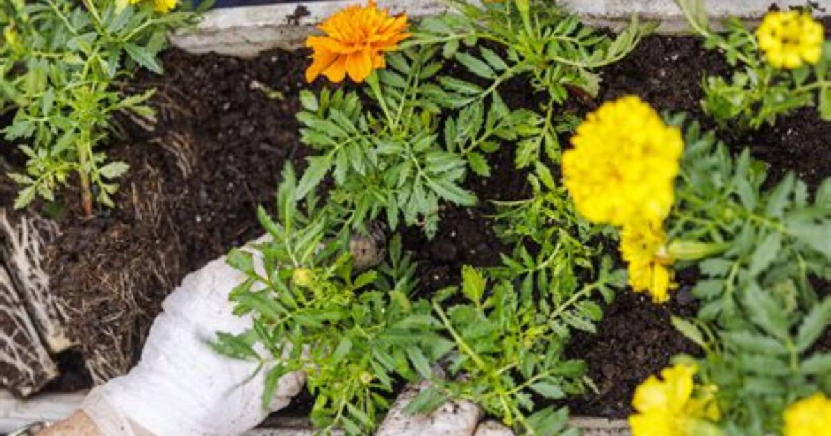 Can You Root Marigolds