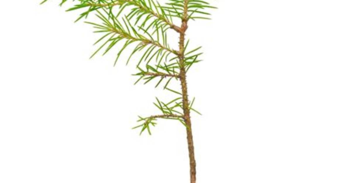 Can You Root Pine Cuttings