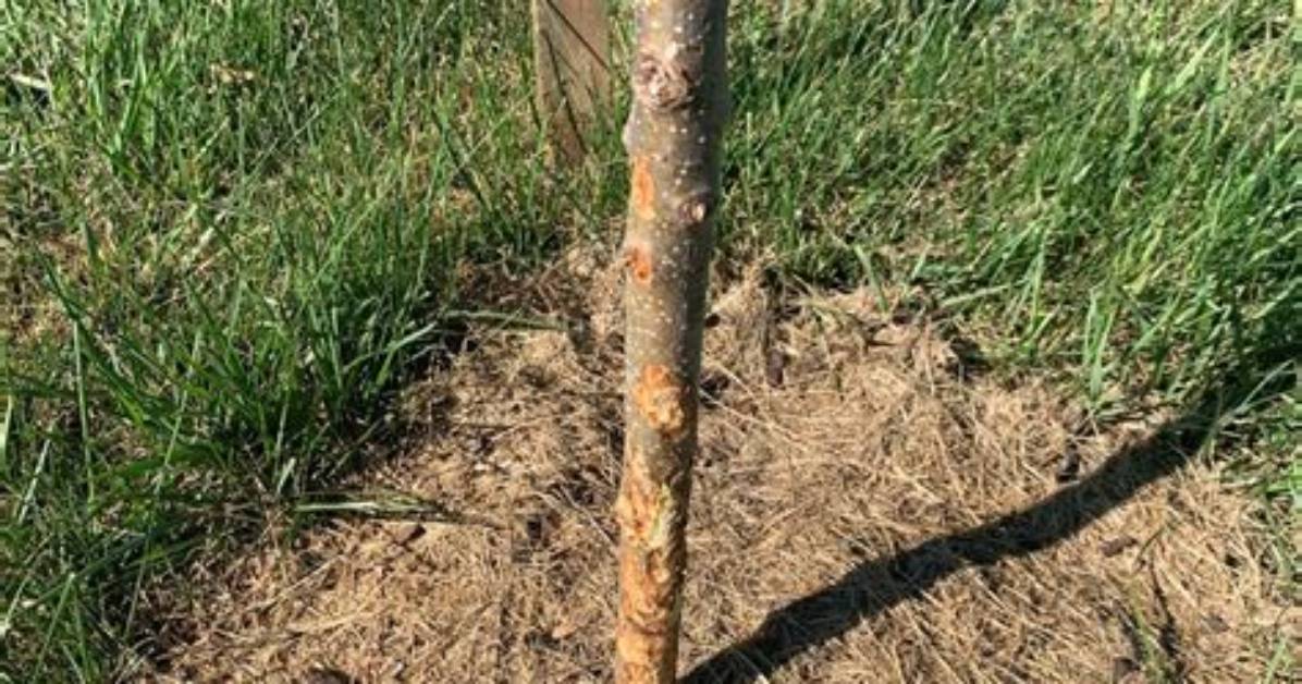 Can You Save a Girdled Apple Tree?