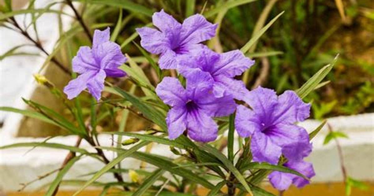 Can You Separate Ruellia?