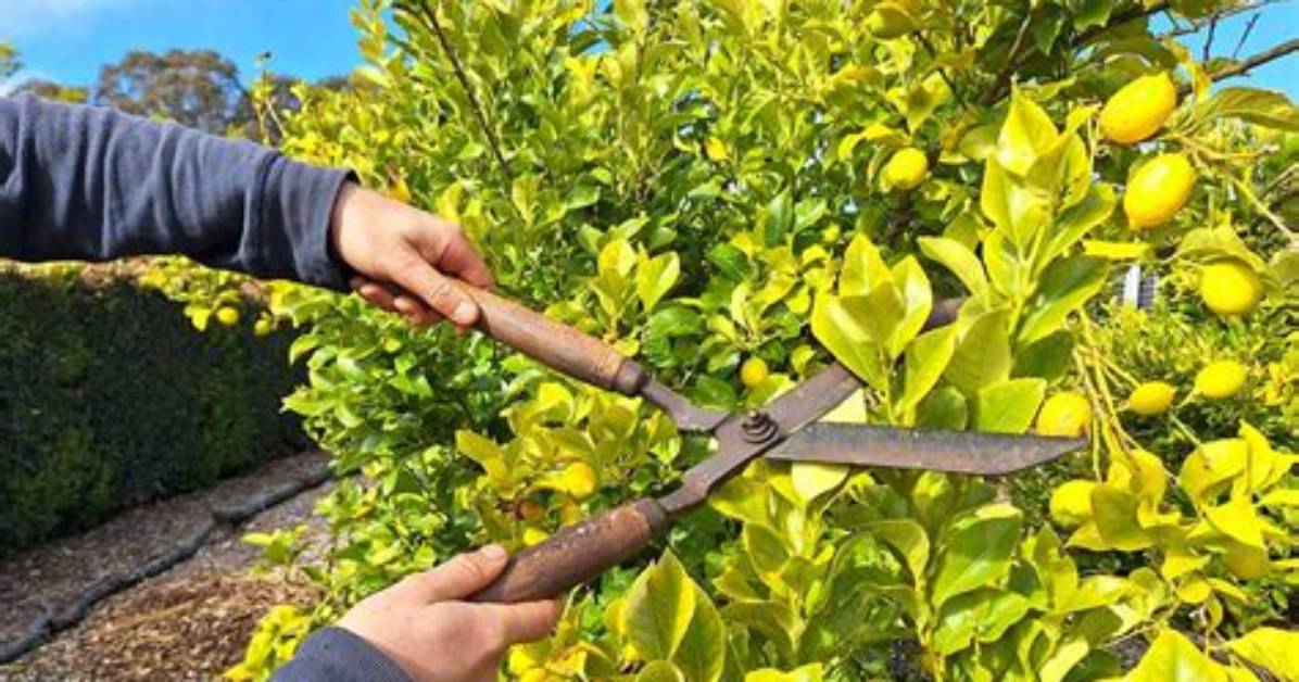 Can You Shape Citrus Trees