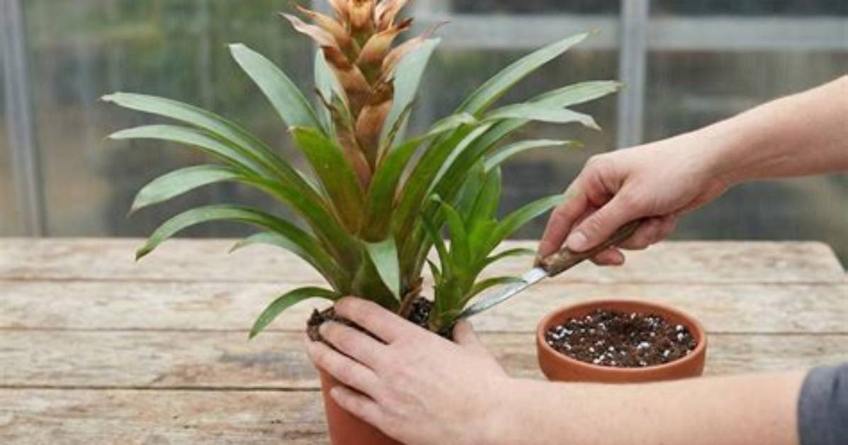 Can You Split a Bromeliad