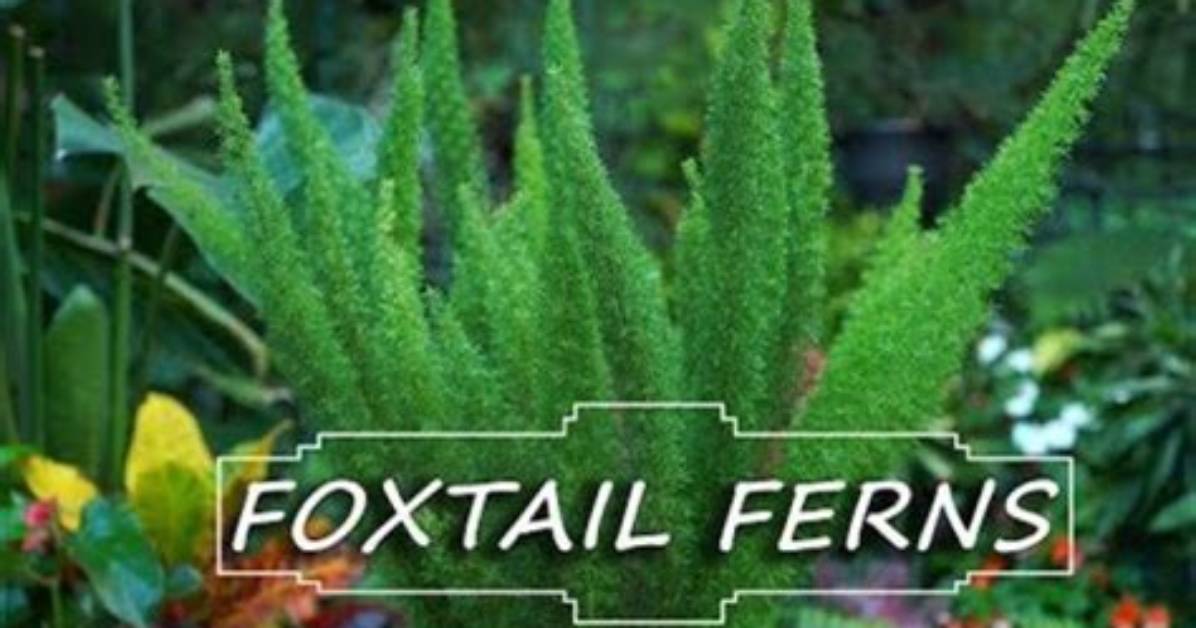 Can You Split Foxtail Ferns