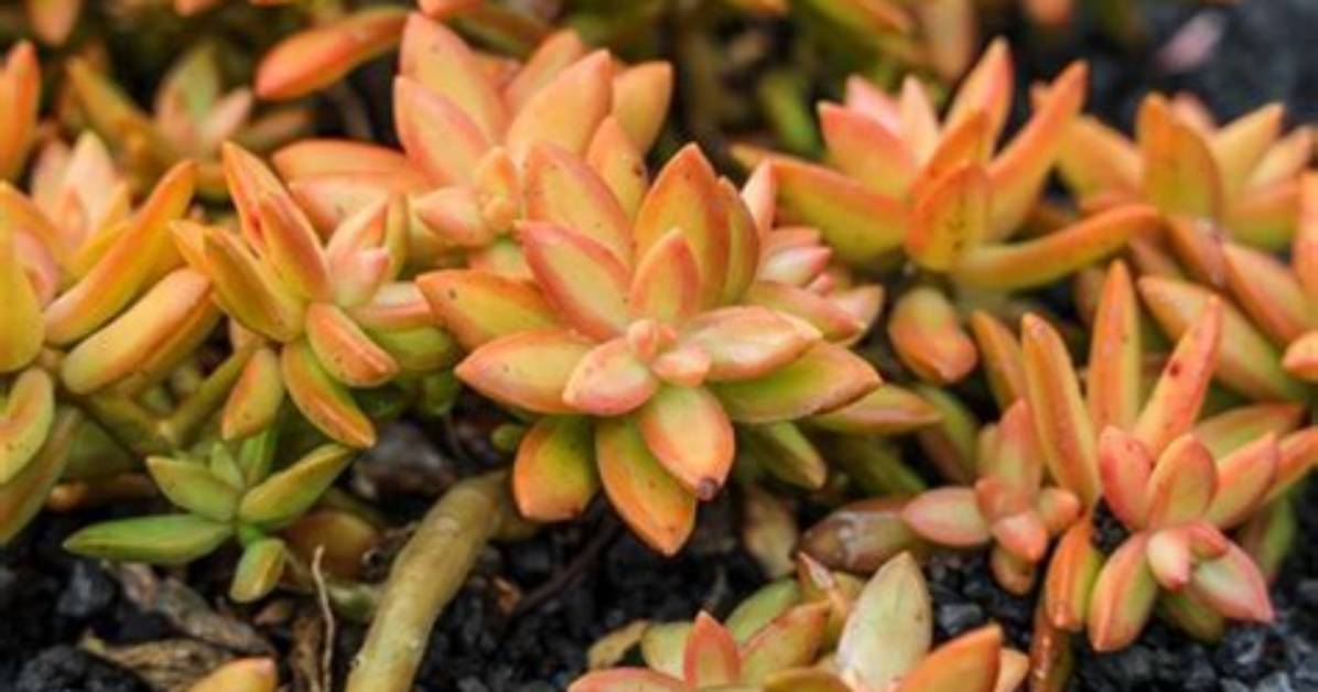 Can You Split Sedum Plants
