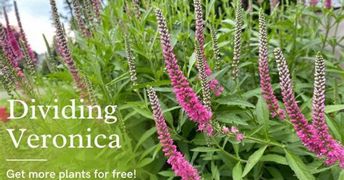 Can You Split Veronica Plants