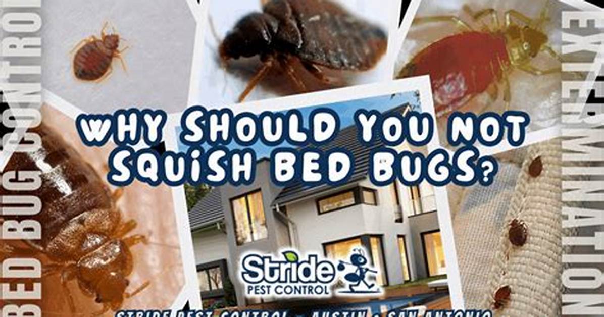 Can You Squish a Bed Bug?