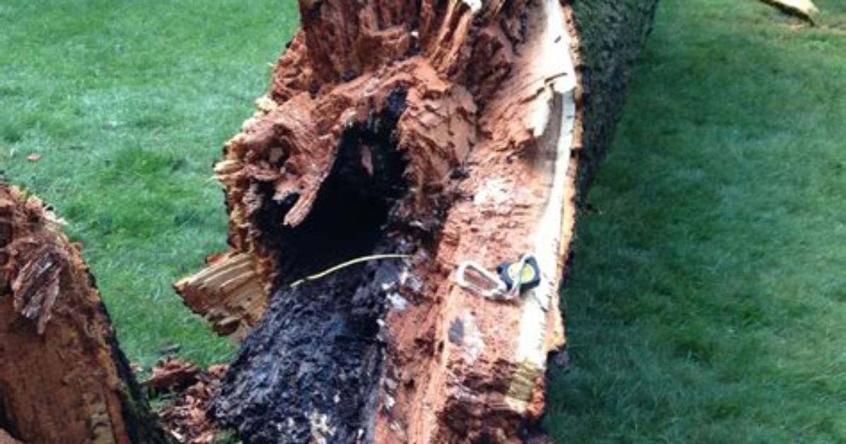 Can You Stop Tree Rot