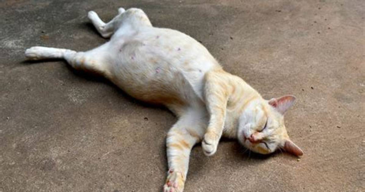 Can You Stuff a Dead Cat