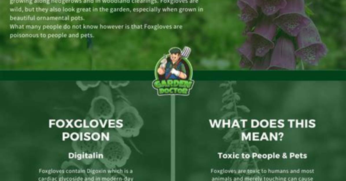 Can You Touch Digitalis?