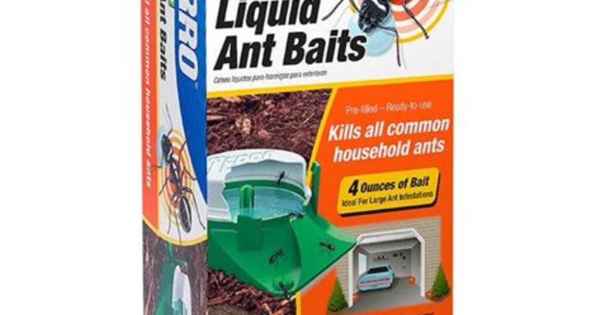 Can You Use Ant Baits Outside?