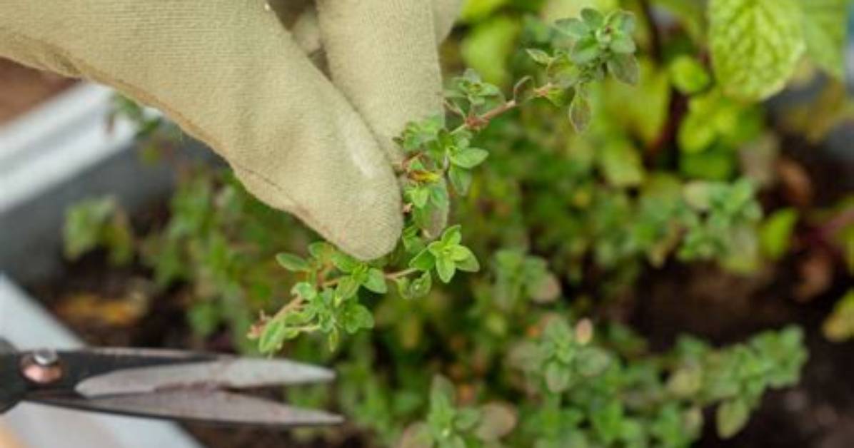 Can You Use Lemon Thyme