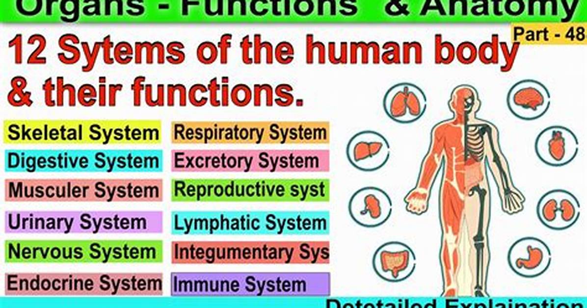 Can Your Body Function with Half a Thyroid?
