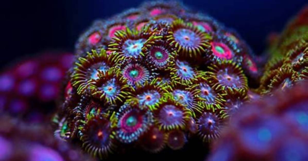 Can Zoanthids Kill Fish?