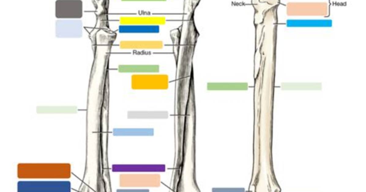 Canine Ulna Quiz