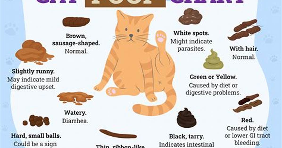 Cat Diarrhea After Surgery