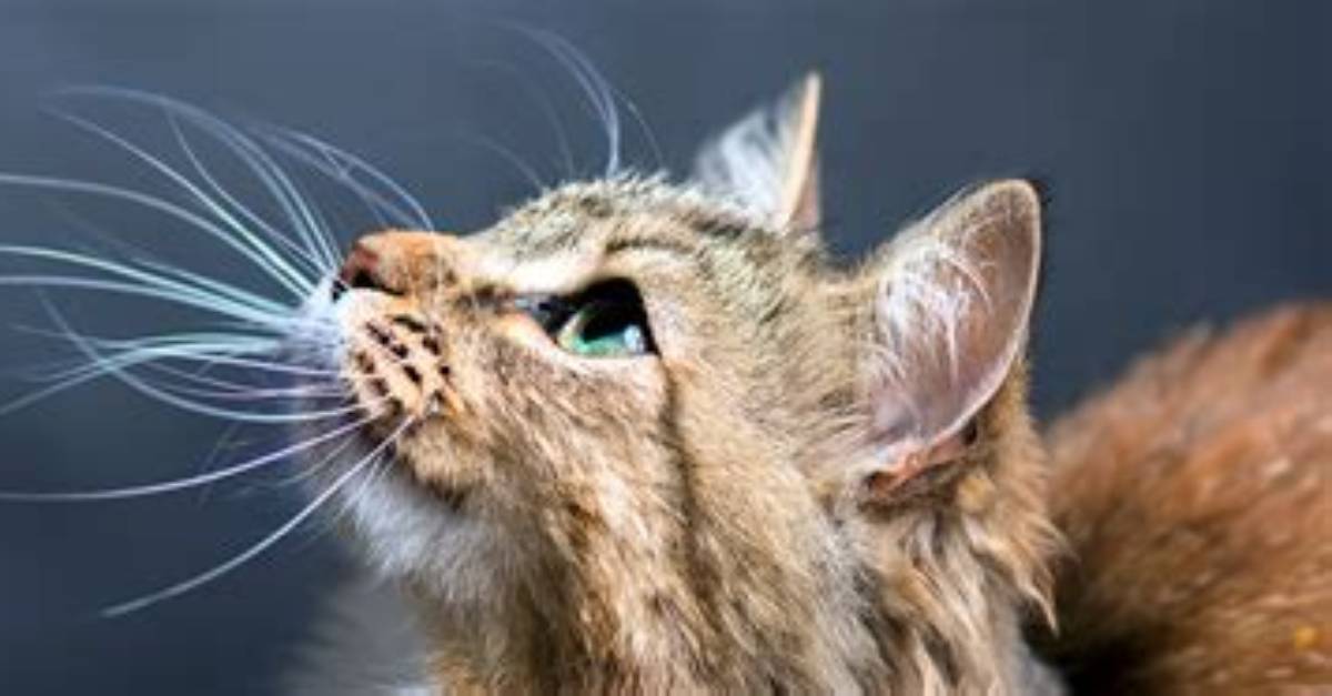 Cat's Whiskers! - Trains Magazine