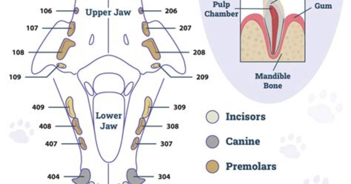 Cat Teeth How Many - Lisbd-Net. Com