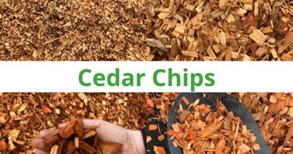 Cedar Chips for Fleas - How to Discuss