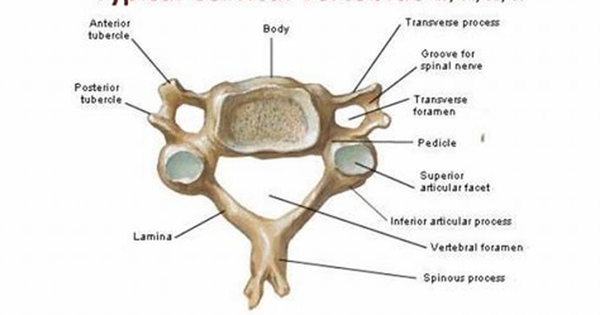 Cervical Vertebrae Features