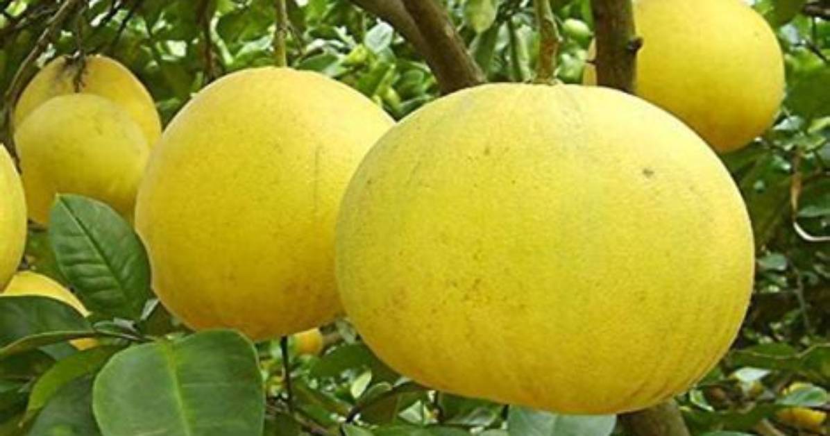 Chakotra Fruit